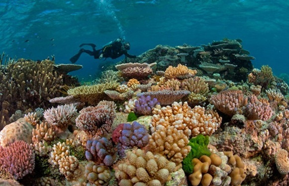 
Những rạn san hô tuyệt đẹp từ lâu đã là đặc sản du lịch của Côn Đảo. (Ảnh: dulichcondaosence.com)
