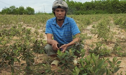 Trồng... sim dại làm giàu - 1 Anh Nhàn giữa đồi sim vừa mới trồng của mình.