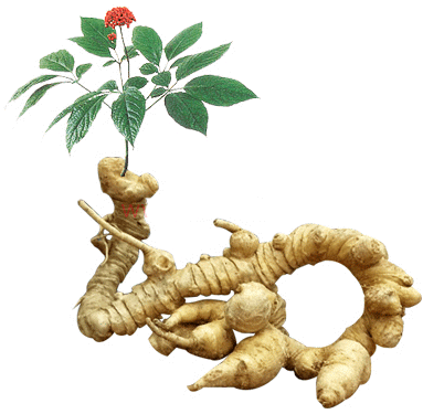 Sâm Ngọc Linh với bệnh ung thư - 1 Hình ảnh Sâm Ngọc Linh