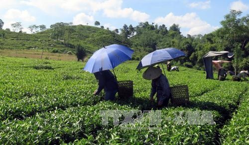 Đổi mới trên quê hương cách mạng Tân Trào - 2
Nông dân thôn Vĩnh Tân, xã Tân Trào thu hái chè. Ảnh: Quang Đán – TTXVN