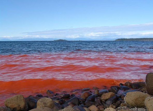 
(Ảnh minh họa: Science)
