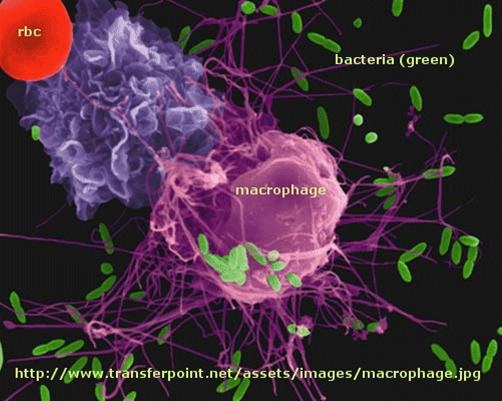 Liệu pháp miễn dịch điều trị ung thư: Từ nguyên lý đến ứng dụng - 1 Liệu pháp miễn dịch điều trị ung thư: Từ nguyên lý đến ứng dụng - 1