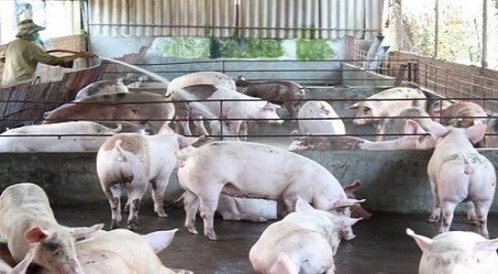 Thương lái Trung Quốc đang "ráo riết" thu mua lợn Việt Nam - 1 Thương lái Trung Quốc đang "ráo riết" thu mua lợn Việt Nam - 1