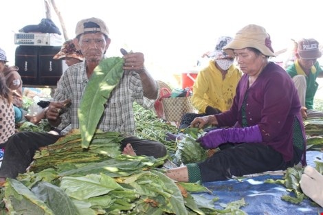 Nhộn nhịp xóm thuốc lào Sài Gòn - 10
Những năm trở lại đây, nhiều người
Khơme ở các tỉnh miền Tây lên Sài Gòn kiếm sống đã chọn nghề này làm kế
mưu sinh mỗi độ xuân về (ảnh). Sau đó họ về quê đón cái tết cổ truyền
của dân tộc mình vào giữa tháng 4 dương lịch hằng năm