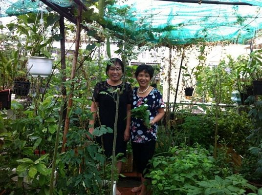 "Ốc đảo xanh" trong lòng Sài thành - 1 "Ốc đảo xanh" trong lòng Sài thành - 1