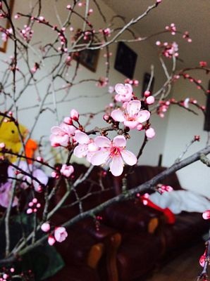 "Xuân đã đến bên em, dáng xuân tuyệt vời..." - 5 "Xuân đã đến bên em, dáng xuân tuyệt vời..." - 5