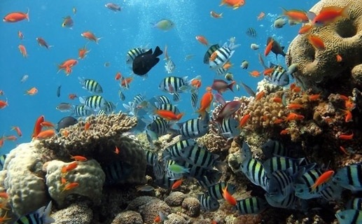 Ngắm san hô đen.