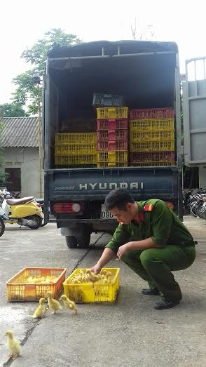 Bắt giữ hơn 2 vạn vịt giống Trung Quốc nhập lậu - 1
Số vịt giống nhập lậu bị cơ quan chức năng thu giữ