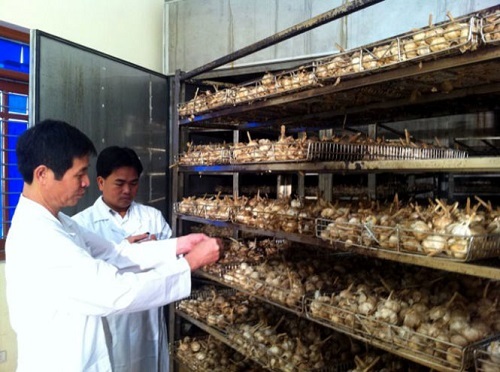 Công nghệ bào chế thuốc tiêm chữa ung thư mở ra cơ hội mới cho người bệnh - 4 Tỏi đen do Học viện Quân y sản xuất