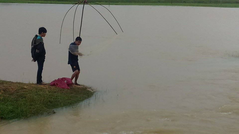 Mưa lớn kéo dài, nhiều diện tích đồng lúa ở Nghệ An bị ngập nước (ảnh minh họa).
