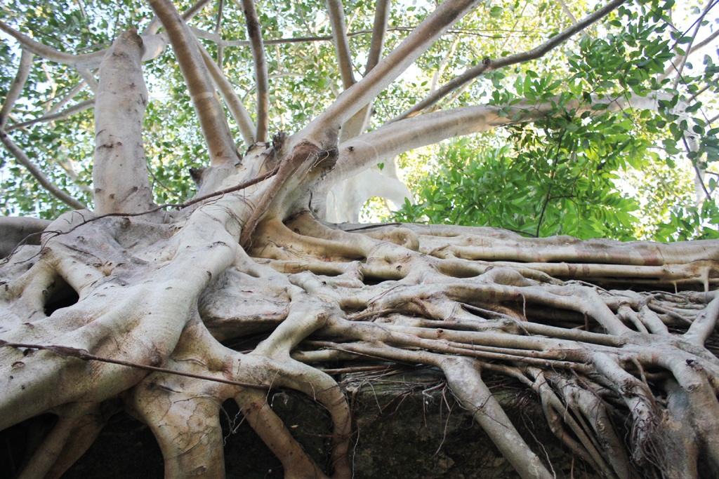 Độc đáo cây đa “bảo vệ” cổng phủ trăm năm tuổi - 3 Thân, rễ đa bám chặt lấy cổng phủ.