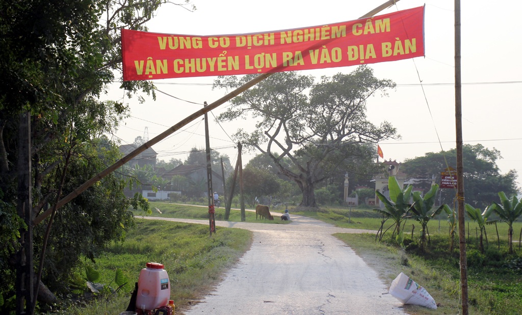 Bùng phát dịch lợn tai xanh - 1 Vùng dịch lợn tai xanh đã được khoanh vùng, kiểm soát tránh lây lan.