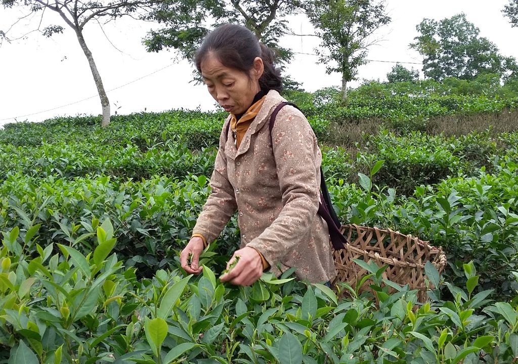 Chuyện người mẹ kế triệt sản để toàn tâm lo cho 8 con riêng của chồng - 4 Người mẹ kế tần tảo trên cánh đồng chè để ghé vai cùng chồng lo cho 9 đứa con cả chung lẫn riêng.