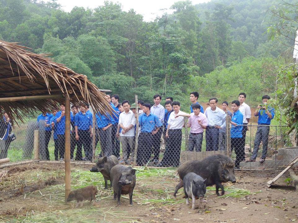 Những "nông dân triệu phú" trẻ tuổi tỉnh Nghệ An - 2 Với phong trào thanh niên lập thân lập nghiệp, nhiều đoàn viên thanh niên Nghệ An làm giàu từ mô hình kinh tế trang trại (Trong ảnh là ĐVTN tham quan mô hình nuôi lợn rừng ở Quỳ Châu, Nghệ An).