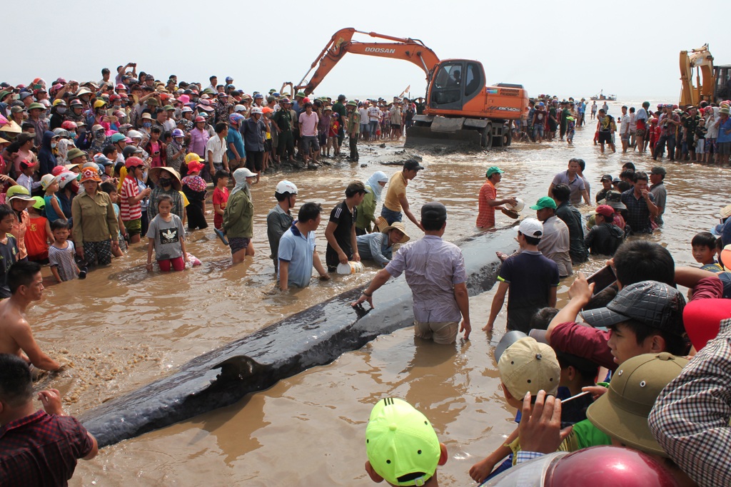 Cá voi được giải cứu đã bơi khỏi vùng biển được thả - 1 Con cá voi có trọng lượng khoảng hơn 10 tấn mắc cạn tại bãi biển xã Diễn Thịnh ngày 25/5.