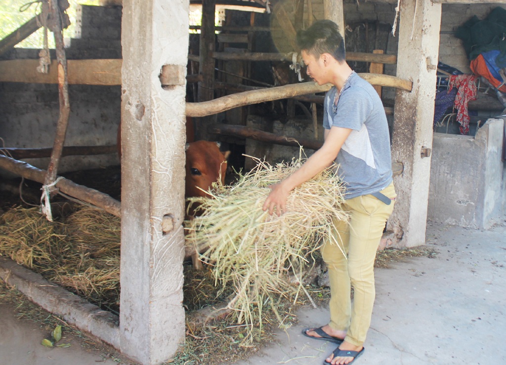 Cảm phục nam sinh mồ côi đạt điểm cao hai khối thi - 4 Mẹ đi đóng bầu đất ươm cây giống thuê, ngoài giờ học, anh em Kiệt chăm sóc con bò và đàn dê - số tài sản lớn nhất của 3 mẹ con.