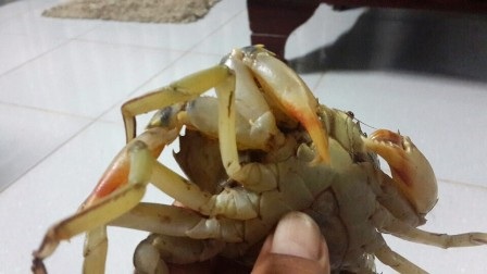Ngư dân bắt được cua “siêu dị” có 3 càng - 3 Ngư dân bắt được cua “siêu dị” có 3 càng - 3
