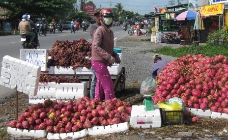 
Thanh long ruột trắng giá chỉ 3.000 đồng/kg

