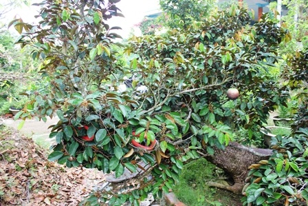 Cận cảnh cây vú sữa hình “Tứ linh” độc nhất giá hàng trăm triệu đồng - 1