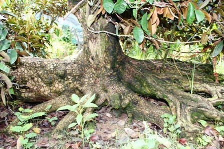 Cận cảnh cây vú sữa hình “Tứ linh” độc nhất giá hàng trăm triệu đồng - 6