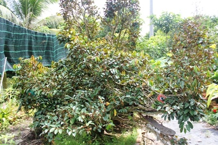 Bốn mặt của cây vú sữa có mội mặt là hình 1 con linh vật