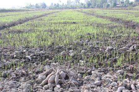 Khoai lang tăng giá, người trồng vẫn lo âu - 3 Một số nông dân đã bỏ khoai lang để trồng lúa