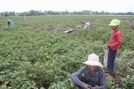 Rất nhiều nông dân trồng khoai lo lắng cảnh được mùa, mất giá như trước đây