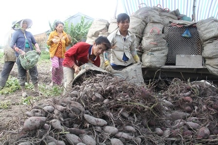 Giá tăng nhưng nông dân còn rất ít khoai lang để bán