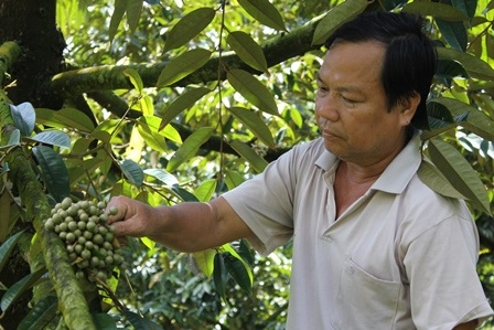 Nông dân Tiền Giang xử lý cho sầu riêng ra quả vụ nghịch