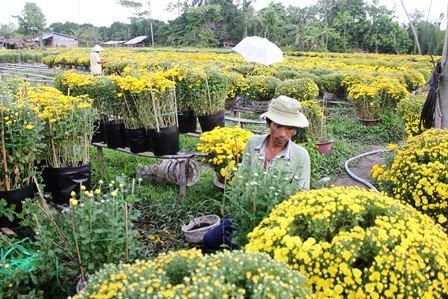 “Vương quốc” hoa, kiểng rộn ràng đưa sản phẩm về phố - 2