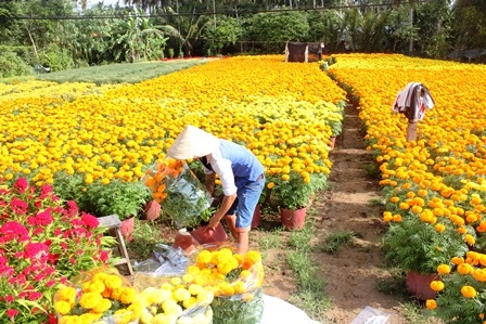 Chăm chút những công đoạn cuối cùng để đưa hoa ra chợ