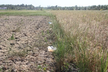 Tình hình hạn, mặn ở các tỉnh ven biển khu vực ĐBSCL ngày càng gay gắt