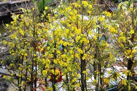 
Chưa đến 30 Tết, mai vàng đã trổ kín bông nên nhiều người trồng mai thua lỗ
