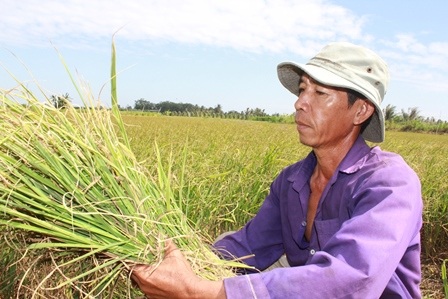 Lúa bị héo từ từ nên ông Lâm buộc phải cắt về làm thức ăn cho bò