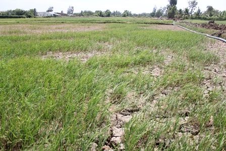 Khô hạn làm lúa chết dần, chết mòn