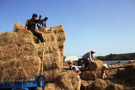 Chợ rơm rất nhộn nhịp vì có bao nhiêu tiêu thụ bấy nhiêu