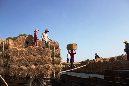 Giá rơm tăng và rất đắt hàng 