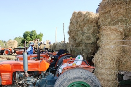 Những chiếc xe công nông chất rơm thành đống để đưa đi tiêu thụ