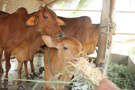 Nông dân cho bò ăn rơm cầm cự qua mùa hạn, mặn