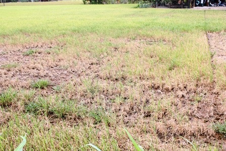 Lúa bị nhiễm mặn chết dần, chến mòn