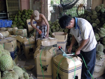 Giá sầu riêng bất ngờ tăng vọt, nông dân thu lời bạc tỷ - 1 Thương lái thu gom sầu riêng đưa đi tiêu thụ