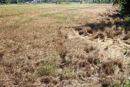 Phần lớn diện tích lúa ở tỉnh Bến Tre đều bị cháy khô, mất trắng