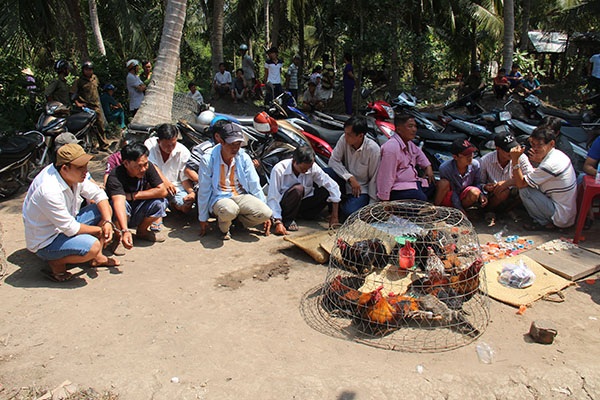 Các đối tượng tham gia đánh bạc bằng hình thức đá gà ăn tiền (ảnh minh họa)