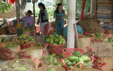 Lãi nửa tỷ đồng/ha nhờ trồng mãng cầu xiêm - 1 Thương lái thu mua mãng cầu xiêm tại huyện Tân Phú Đông (Tiền Giang)