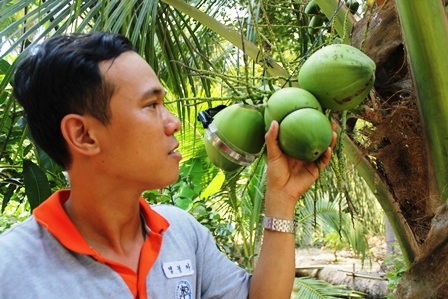 
Tâm bên những quả dừa hình hồ lô thử nghiệm của mình
