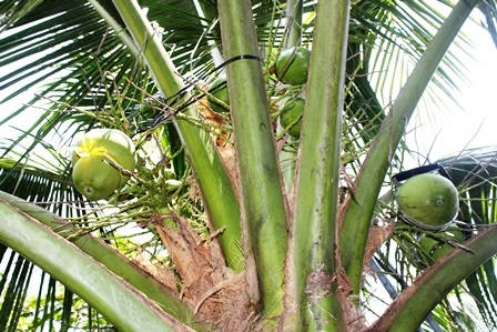 
Vườn dừa được ép khuôn, tạo hình
