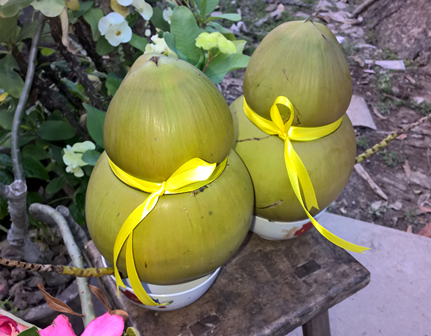 Bỏ việc gần chục triệu mỗi tháng, chàng trai về quê trồng dừa dáng lạ - 4
Những quả dừa hình hồ lô độc đáo sẽ được tung ra thị trường trong thời gian tới