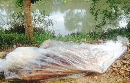Kỳ lạ cá heo trôi dạt vào sông, cách cửa biển hơn 100 km - 1
Con cá được người dân đưa lên bờ để đem đi chôn