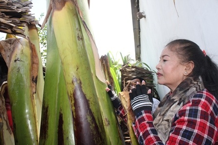 Nhiều người từ xa đến chỉ để tưới cây rồi rửa mặt hay sờ vào thân cây chuối cầu may