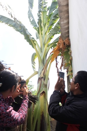 
Nhiều người hiếu kỳ đến xem cây chuối
